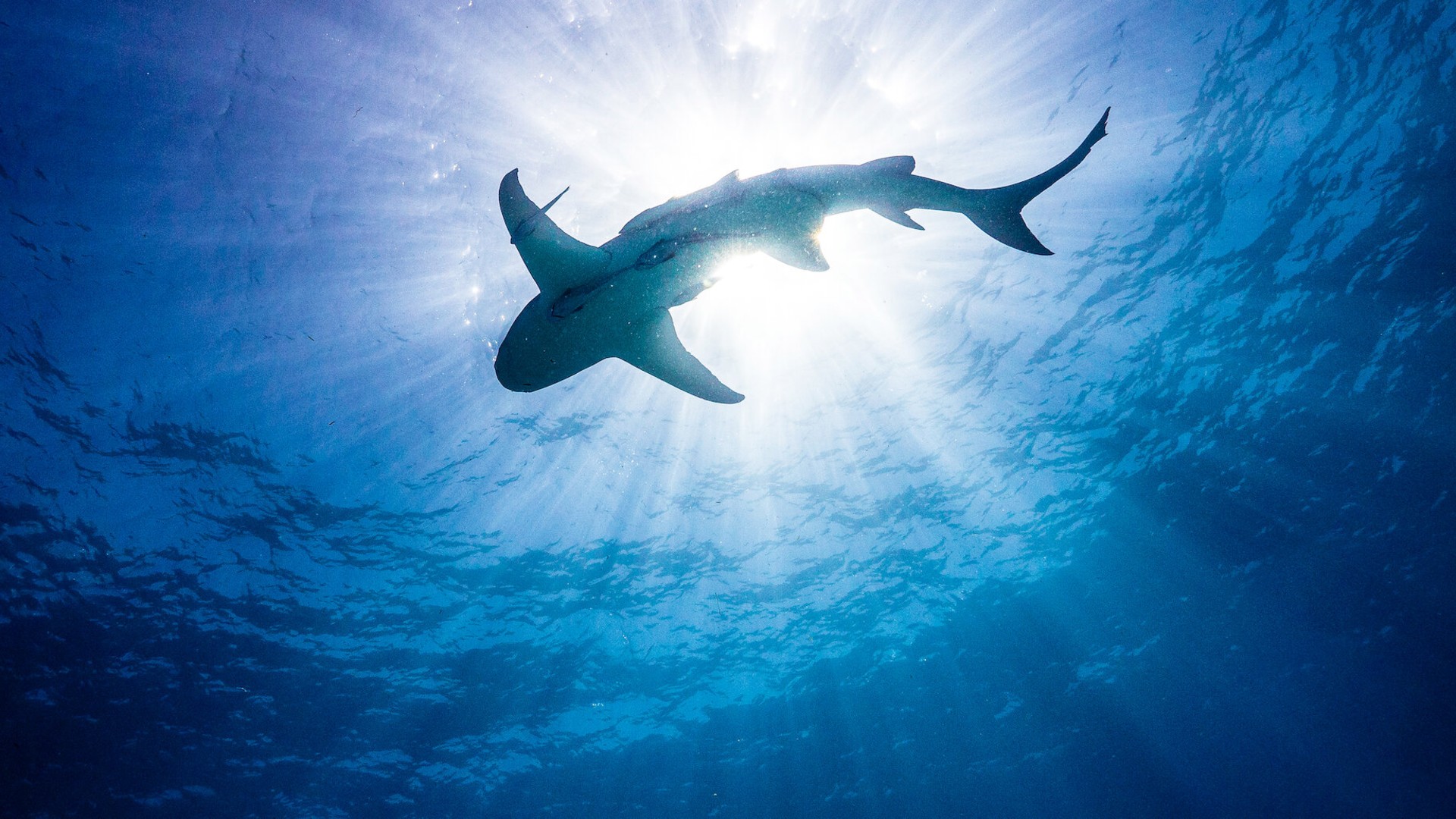 10. Our Planet (2019–2023)