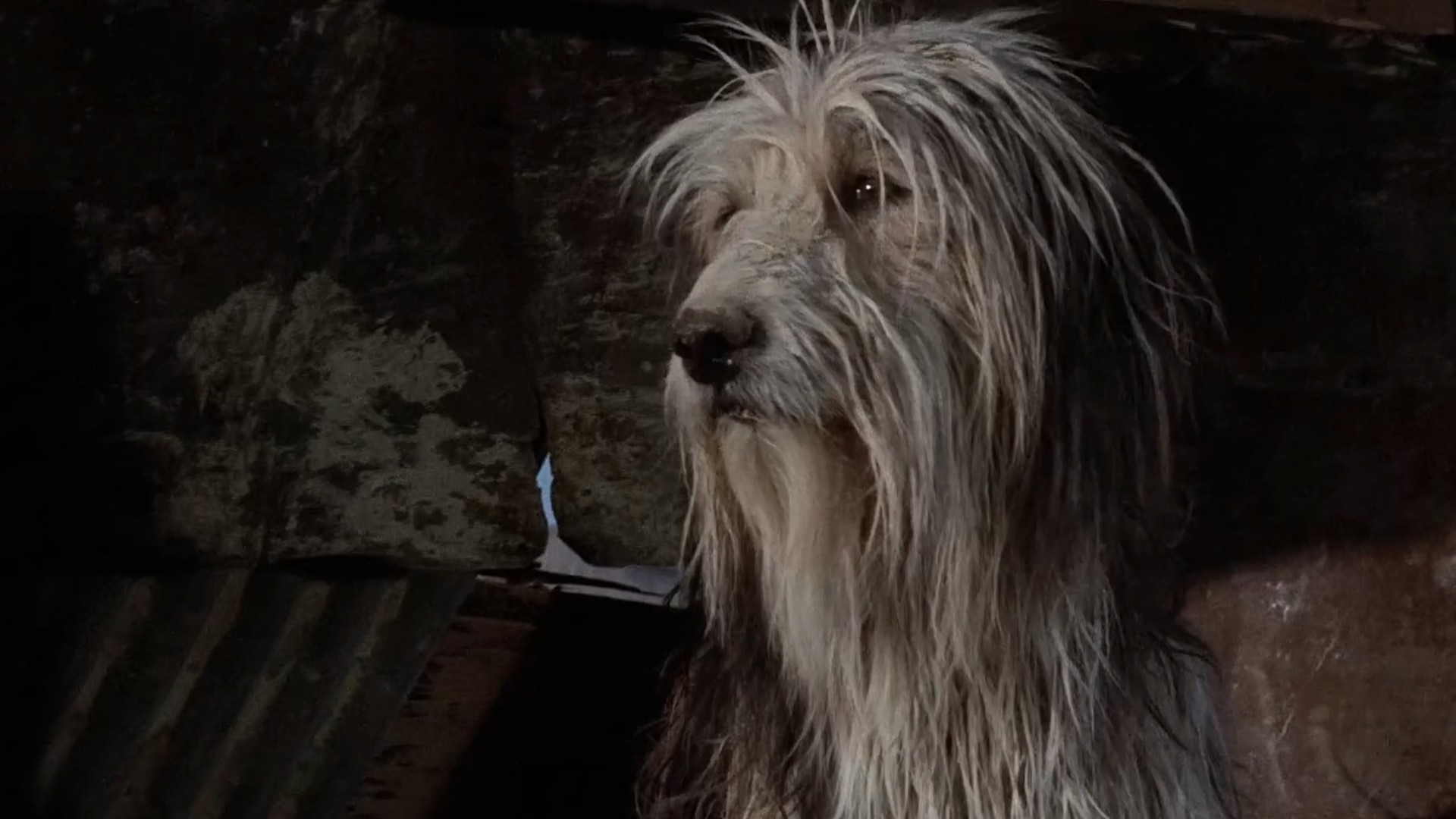 9. A Boy and His Dog (1975)