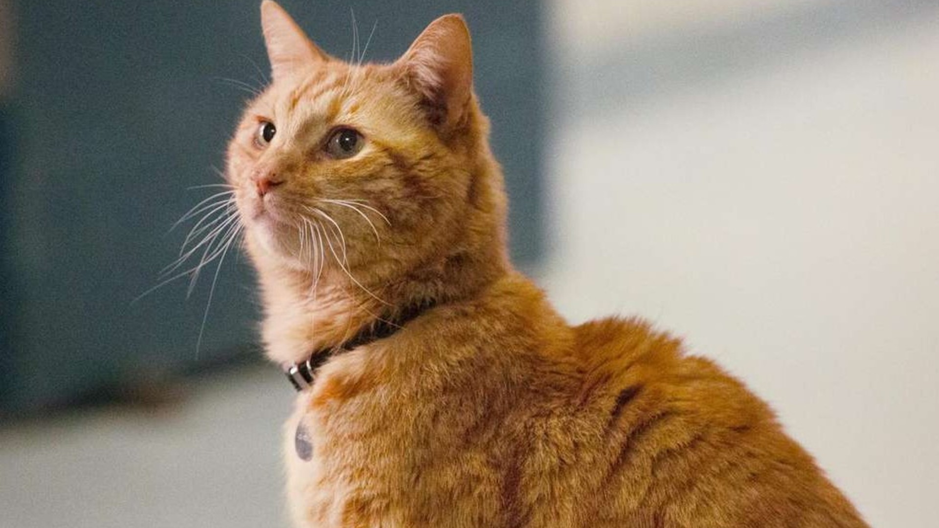 8. Goose in Zero Gravity (Captain Marvel)